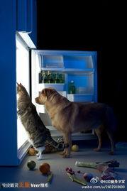 搞笑冷冻图片,冻感十足！搞笑冷冻图片大盘点